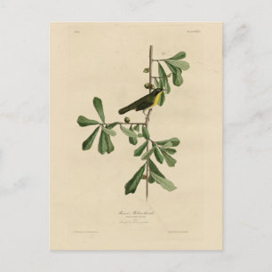 Carte Postale La gorge jaune de Roscoe, les oiseaux d'Amérique d