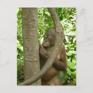 Carte Postale La gravure de mon nom dans un arbre