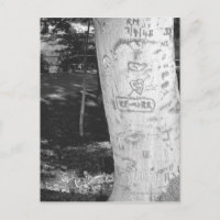 La gravure sur le tronc de bouleau B&W