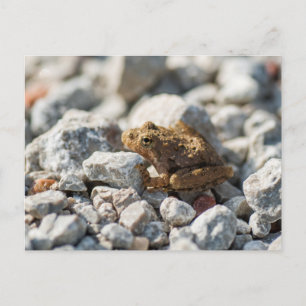 Carte Postale La grenouille de cricket de Blanchard
