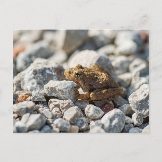 Carte Postale La grenouille de cricket de Blanchard (Devant)