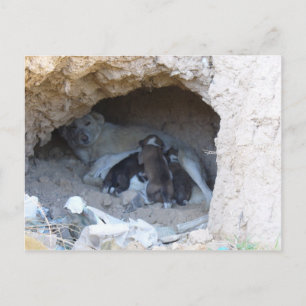 Carte Postale La Grotte