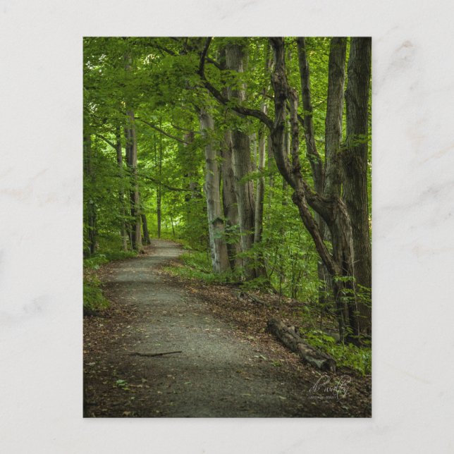 Carte Postale La Grove sacrée en été (Devant)