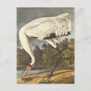 Carte Postale La grue blanche d'Audubon