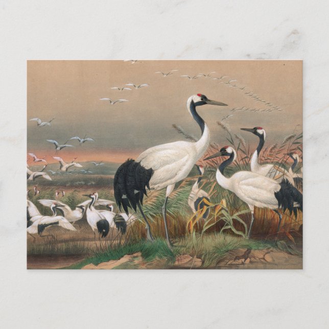 Carte Postale La grue de Mantchurian par Joseph Wolf (Devant)