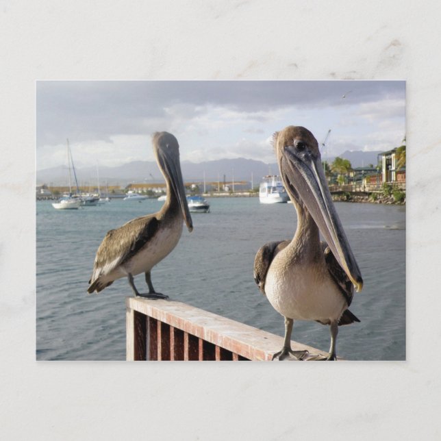 Carte Postale La Guancha en Ponce (Devant)