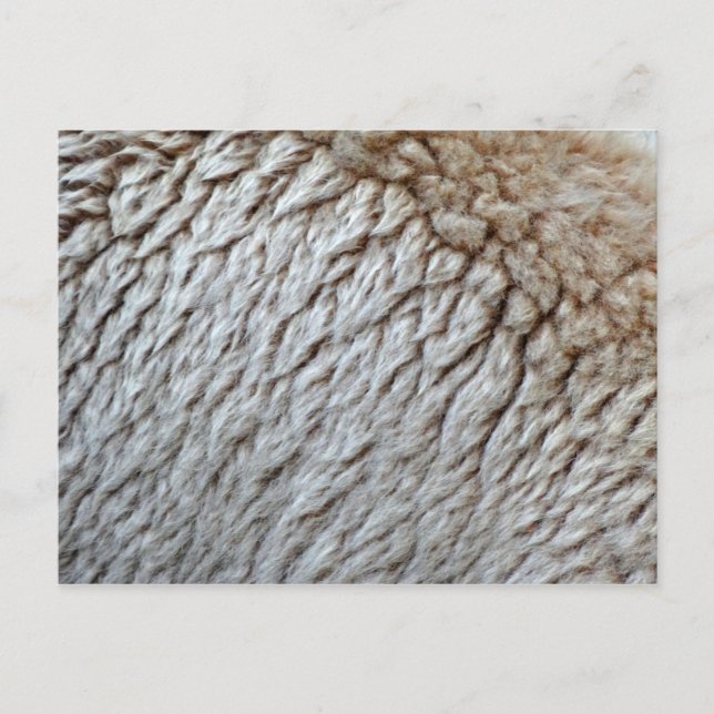 Carte Postale La laine des moutons Abstraite nature (Devant)