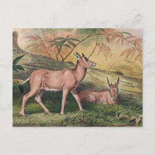 Carte Postale La Leucoryx par Joseph Wolf