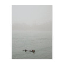 La loutre de mer dans le brouillard