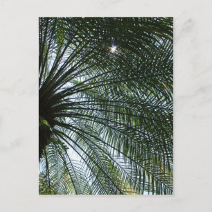 Carte Postale La Lumière Du Soleil À Travers Le Palmier