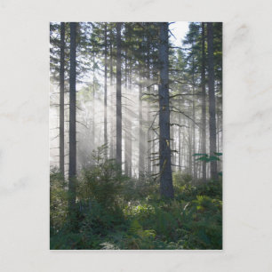 Carte Postale La lumière du soleil traverse une forêt agitée