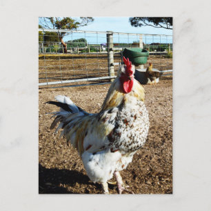 Carte Postale **"La Majesté tachetée : le coq de ferme moucheté"
