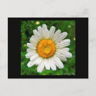 Carte Postale La marguerite