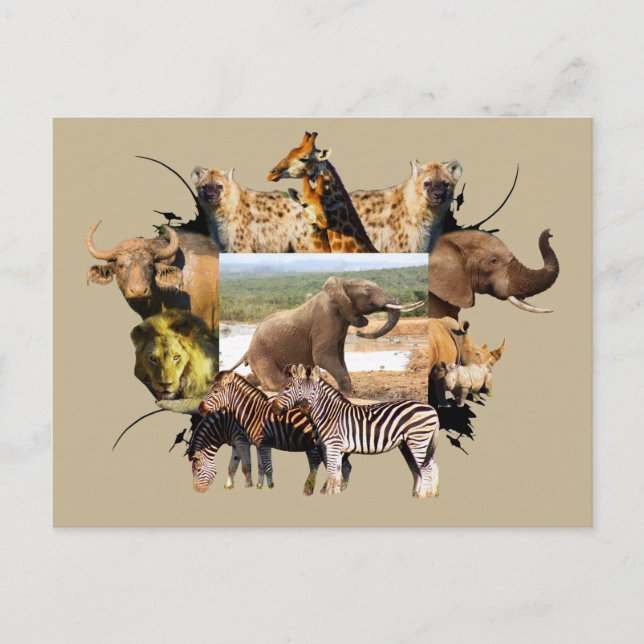 Carte Postale La montée des éléphants du cadre faunique africain (Devant)