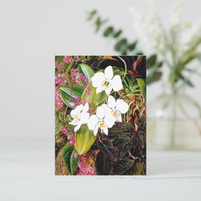 Carte Postale La Moth Orchid malaisienne et un grimpeur américai (Debout devant)