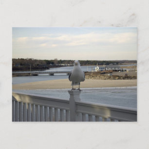 Carte Postale La Mouette Patiente, Wells Maine