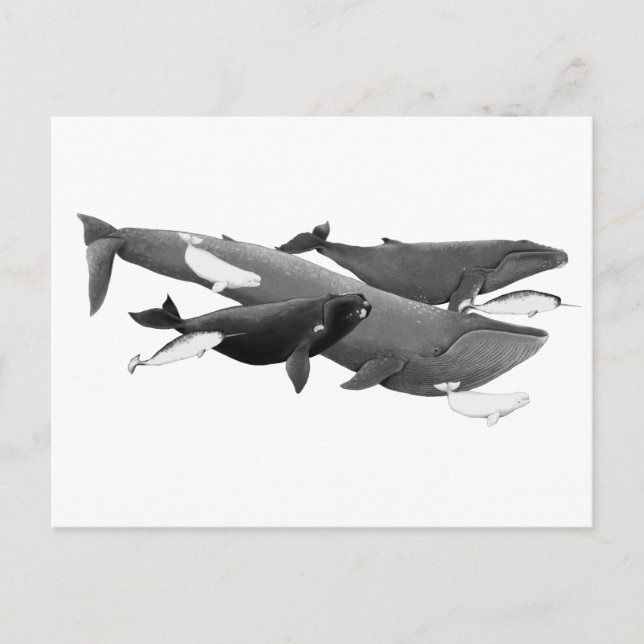 Carte Postale La Nage Des Baleines Illustration Art (Devant)