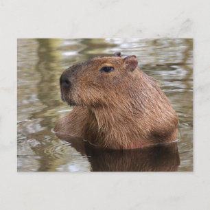 Carte Postale La natation Capybara