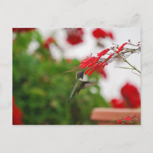 Carte Postale La nourriture des colibris