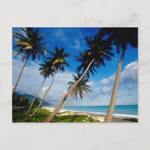 Carte Postale La péninsule de La Samana, République dominicaine,