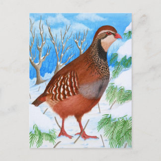 Carte Postale La perdrix à pattes rouges