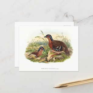 Carte Postale La perdrix à poitrine rouge (Bambusicola hyperythr
