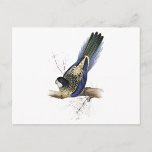 Carte Postale La perruche de Brown par Edward Lear