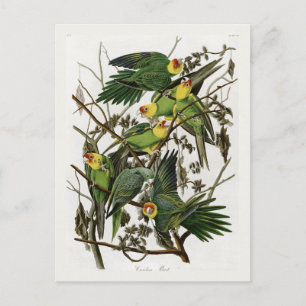 Carte Postale La perruque de Caroline d'Audubon