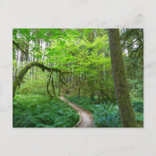 Carte Postale La piste des Groves antiques au parc national olym