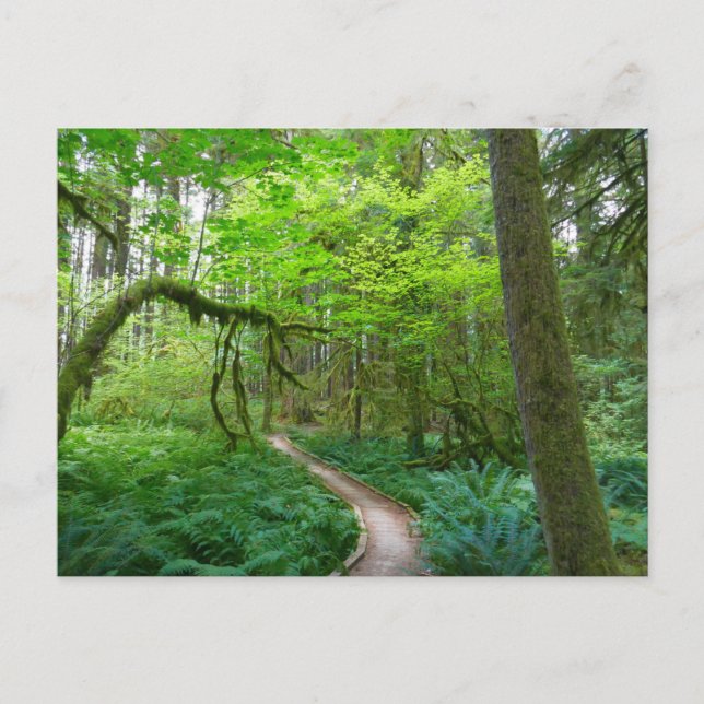 Carte Postale La piste des Groves antiques au parc national olym (Devant)