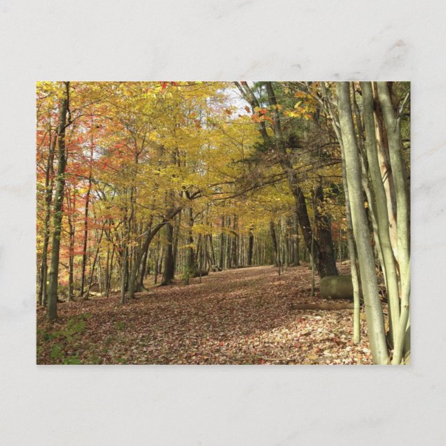 Carte Postale La récolte d'automne Thanksgiving (Devant)