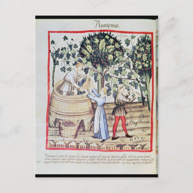 Carte Postale La récolte de raisins, 13ème siècle (Devant)