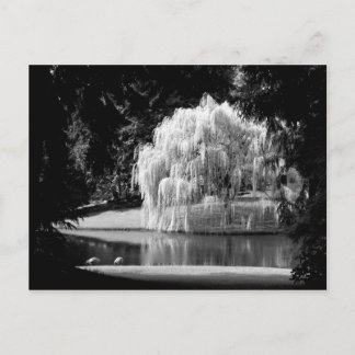 Carte Postale La réserve de Bloedel