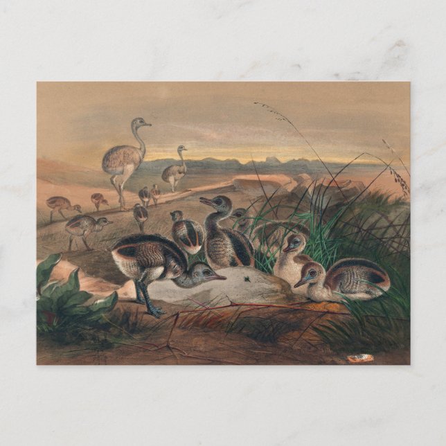Carte Postale La rhée américaine par Joseph Wolf (Devant)