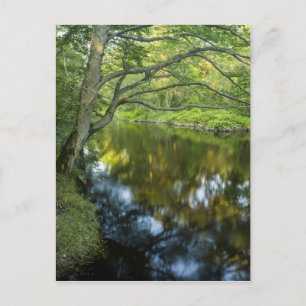 Carte Postale La rivière Taunton à Bridgewater,