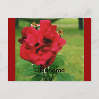 Carte Postale La Rose rouge