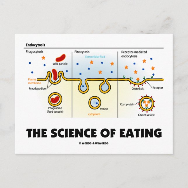 Carte Postale La science de l'alimentation (Humour de biologie d (Devant)