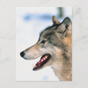 Carte Postale La tête de Wolf