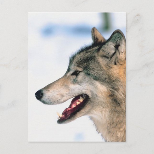 Carte Postale La tête de Wolf (Devant)
