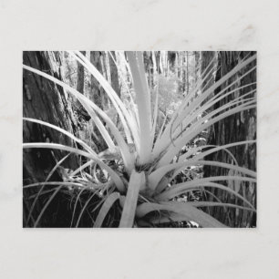 Carte Postale La tillandsie épiphytique est commune en Floride,