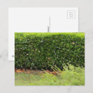 Carte postale - La toile de la nature