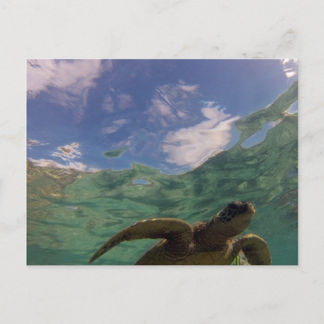 Carte Postale La tortue de la baie de Hanauma (Devant)