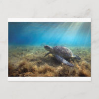 La tortue de mer verte se relaxant sous l'eau
