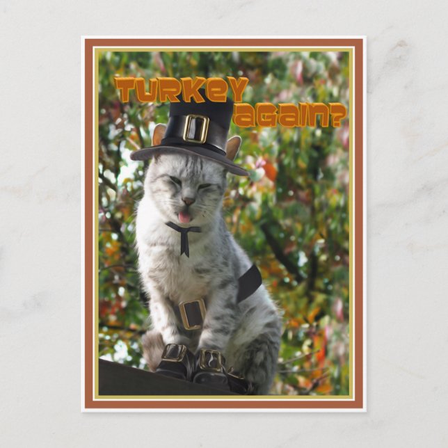 Carte Postale LA TURQUIE À NOUVEAU ? Chat de pèlerin (Devant)