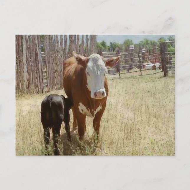 Carte Postale La Vache Et Le Calf De Mama (Devant)