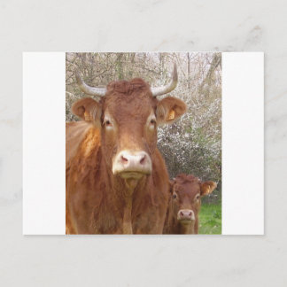 Carte Postale La vache et son veau