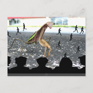 Carte Postale La vengeance des Mantis en prière