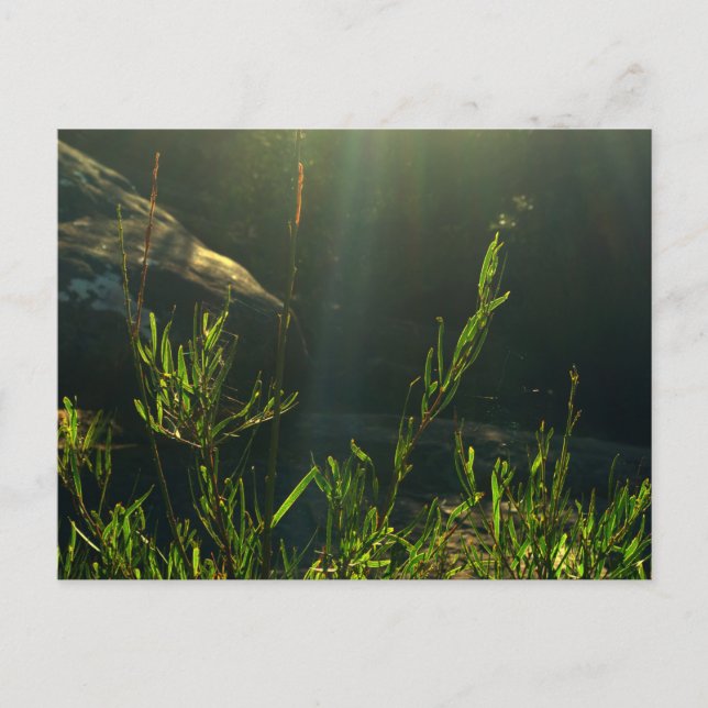 Carte Postale La verdure (Devant)