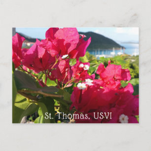 Carte Postale La vie de l'île des Bougainvilliers roses des Cara