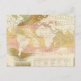 Carte Postale La vie marine